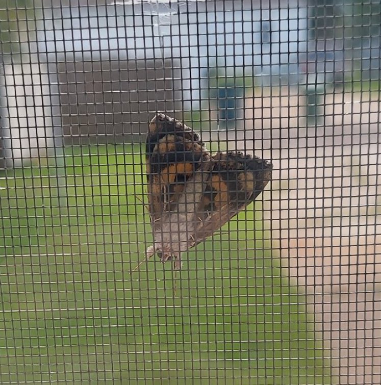 Daily Moths (@moths_daily) on Twitter photo 