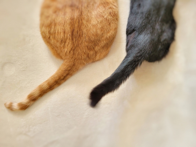 Hi_dali_marui's tweet photo. 【今日の #左ミッケ 🔍】
”左”向きのしっぽ
犬や猫など動物にも利き手があるといわれてるそうです！ฅ(º ﾛ º ฅ)
いろいろと調べ方があるようなので、皆さんもペットの利き手を調べてみては？！ https://t.co/0cUy41URfE
