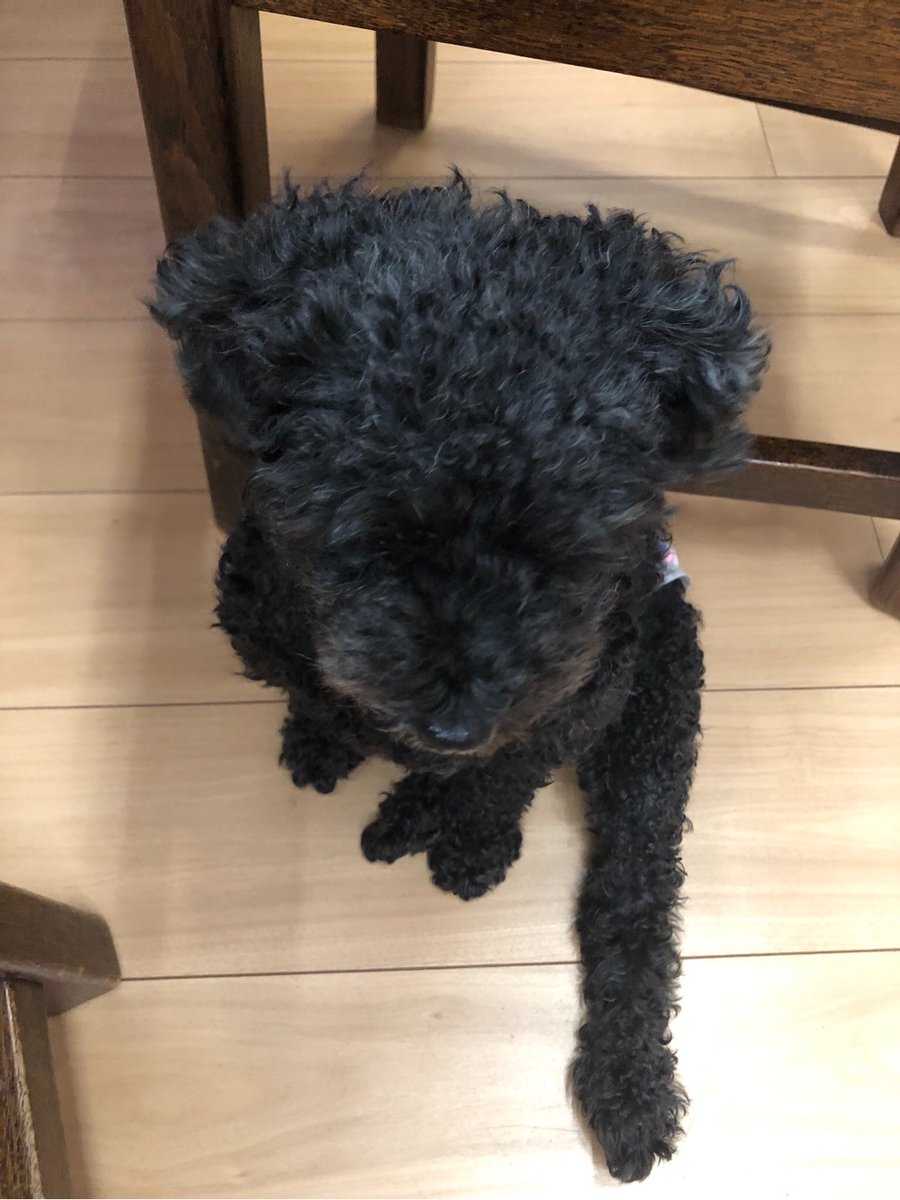 Hi_dali_marui's tweet photo. 【今日の #左ミッケ 🔍】
”左”足…？
飼い犬が左足をアピールしていました∑(*ﾟ∀ﾟ*)ｲｲﾈ!! https://t.co/izBkqINwUD