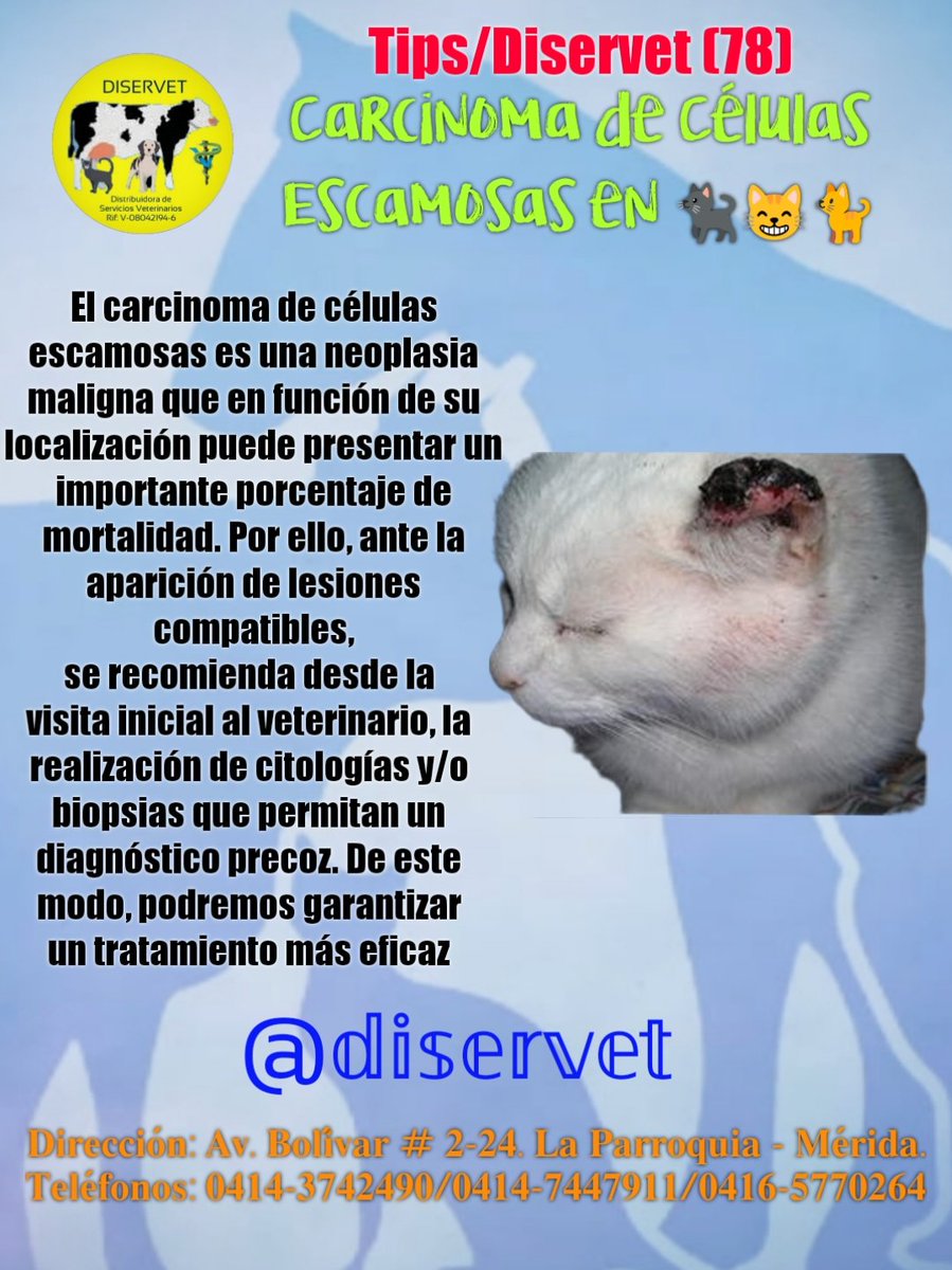 diservet01's tweet photo. 4️⃣Debemos huir siempre del típico “vamos a esperar a ver si crece” y actuar rápido
Pregunte siempre al Veterinario ante cualquier duda🐈⬛
@diservet #TipsDiservet #carcinomadecelulasescamosas #gatos #CEE
#consultaveterinaria @mvreinaldorivas https://t.co/oMEo5Fr3uE