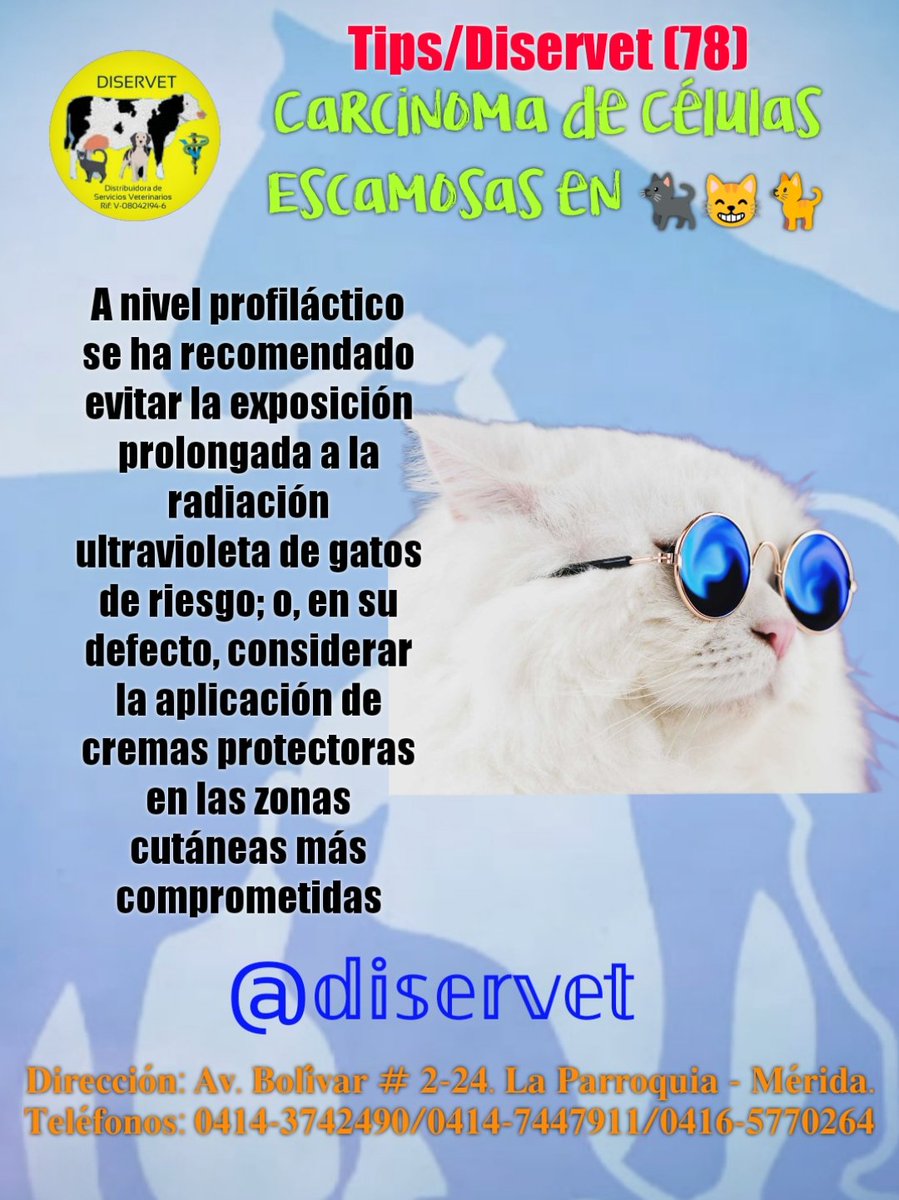 diservet01's tweet photo. 4️⃣Debemos huir siempre del típico “vamos a esperar a ver si crece” y actuar rápido
Pregunte siempre al Veterinario ante cualquier duda🐈⬛
@diservet #TipsDiservet #carcinomadecelulasescamosas #gatos #CEE
#consultaveterinaria @mvreinaldorivas https://t.co/oMEo5Fr3uE