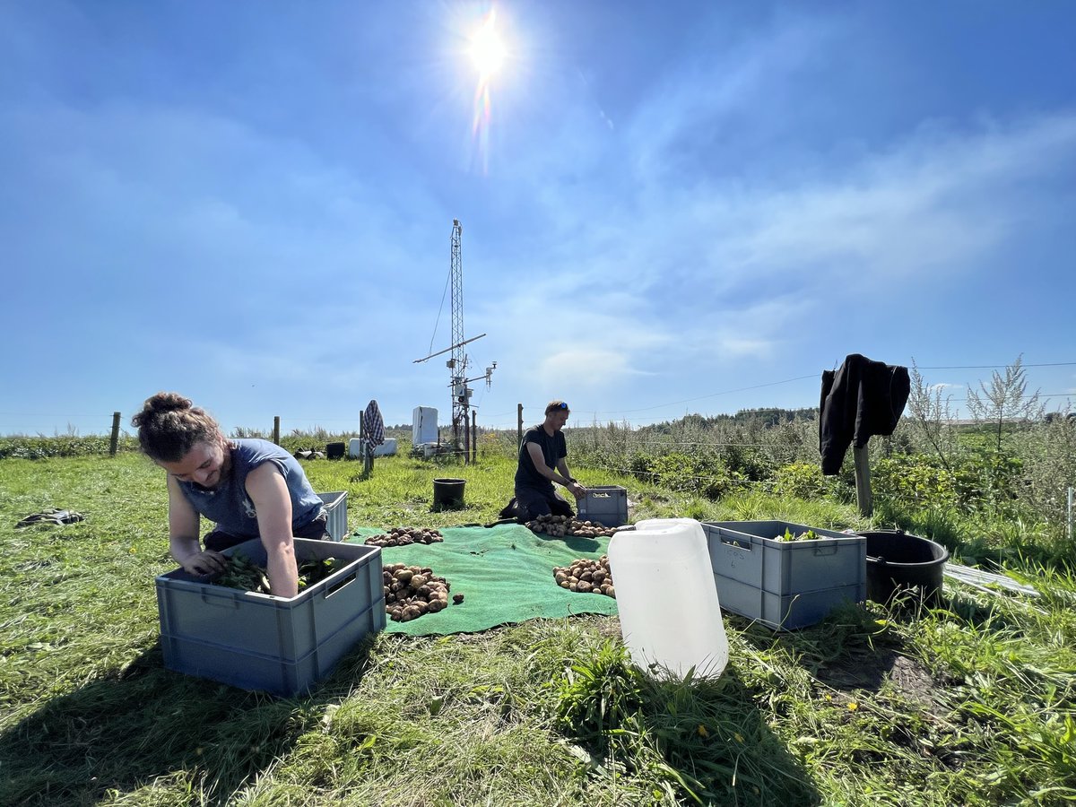 dk_vng_ICOS's tweet photo. The peak of the summer. Above-ground biomass sampling at the @ICOS_RI cropland station, Voulundgaard, just before harvest. This year's crop was potatoes. Heavy fieldwork. But great and effective team. Now back to the lab to dry samples. https://t.co/WgEWHZtGYU