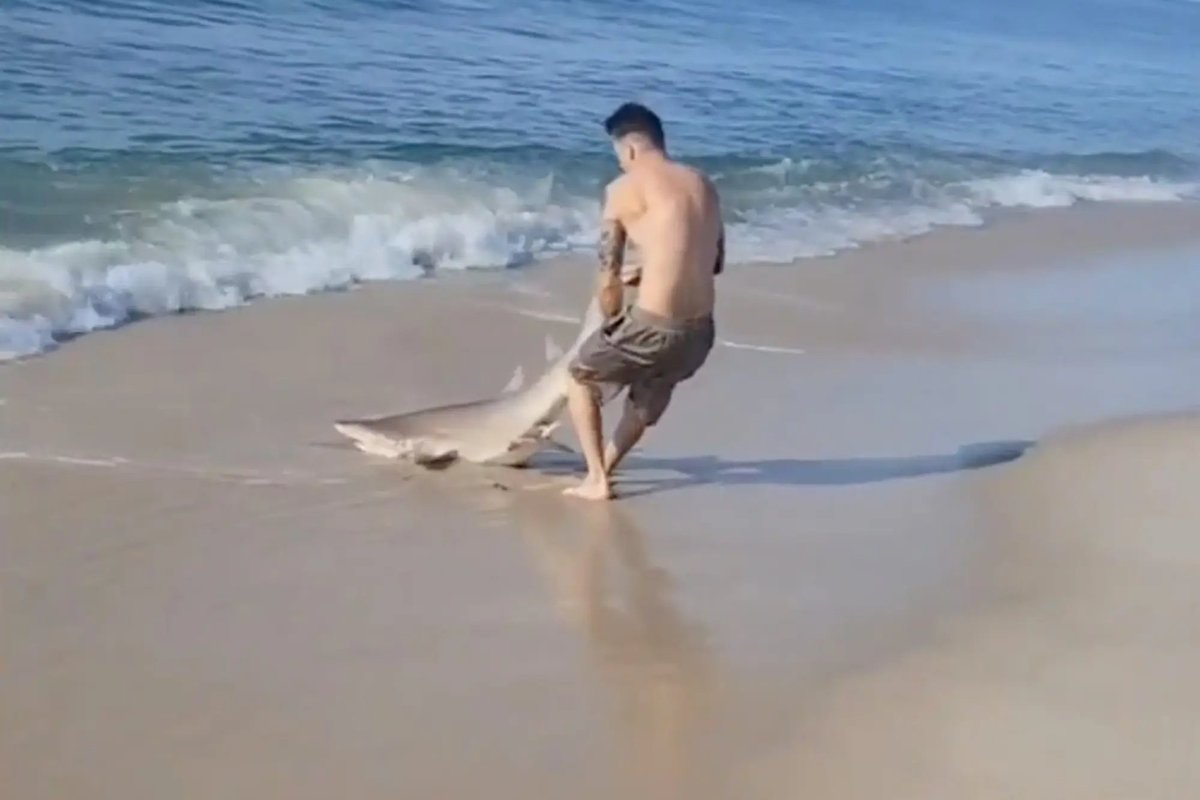3CatInfo's tweet photo. Un banyista treu un tauró de l'aigua per alliberar-lo d'un ham en una platja de Nova York https://t.co/2rndOjdeGV https://t.co/FOkERlMiae