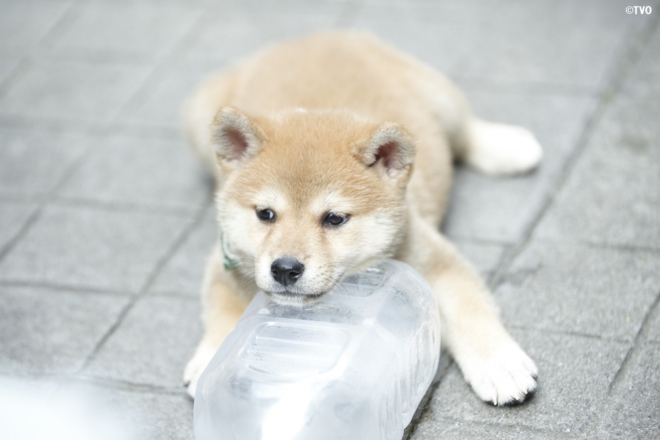 豆助 Mamesuke 公式 お出かけにはペットボトルが欠かせない豆助 １０代目豆助 T Co Ufwshocy7v 柴犬 豆柴 豆助 Mamesuke Puppy 豆助んち 犬のいる暮らし 犬好きさんと繋がりたい T Co Rudpjlqwoi Twitter