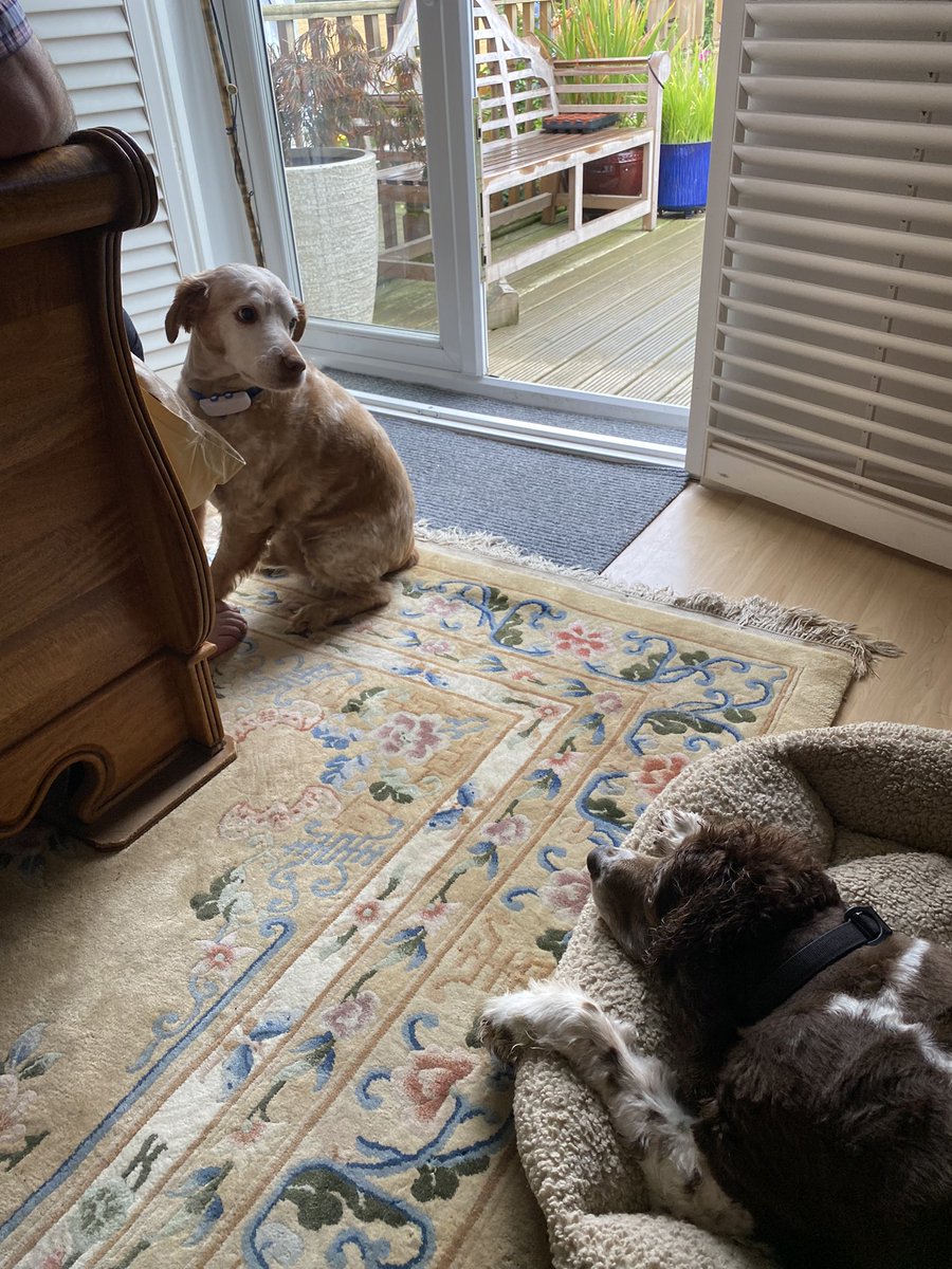 SpanielsSuper's tweet photo. Dad?
Yes Ronnie?
Can you help please?
Whatโs the matter?
Snoopy is in my bed & is laughing at me๐คฃ
Can you get him out please?
Why donโt you & I go and have a bacon sandwich & leave him to it
Great idea dad, letโs go ๐#BaconSarnie #BedThief #AdoptDontShop https://t.co/LAVzWaa7LX