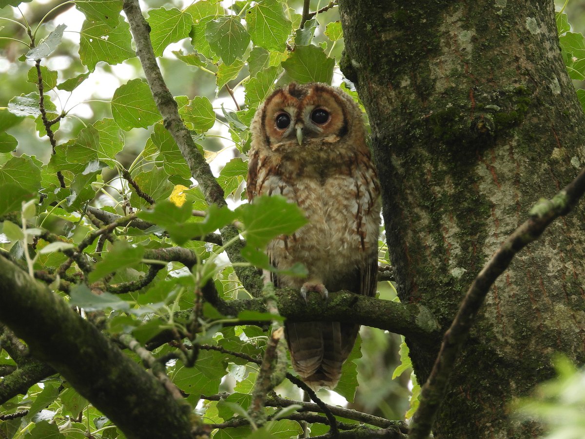 A few more shots of the Tawny Owl spotted at Duddingston yesterday. #Owls #EdinburghWildlife @ScotWildlife @RSPBEdinburghLG