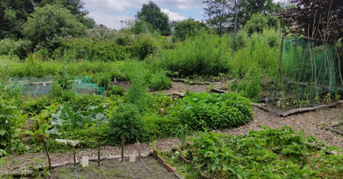 Proef het Petripark! Kom dinsdag 30 augustus langs op de prachtige wilde (moes)tuin aan de Erasmussingel in Rotterdam ter hoogte van Antes. Genoeg te zien én te proeven. reakt.nl/wie-we-zijn/ni…
