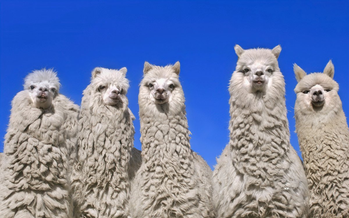 Vxujianing's tweet image. 我就纳了闷了，日本欠着中国的血债，至今不肯道歉、不承认南京大屠杀，甘当美国围堵中国的马前卒，公开支持台独公然与中国为敌，超过九成日本人反中，更是世界上对中国敌意最高的国家，中国人凭什么不能反日？你身为中国人你不反日我不骂你是贱骨头就算了，你还精日舔日、动辄让中国人反思，反思尼玛！