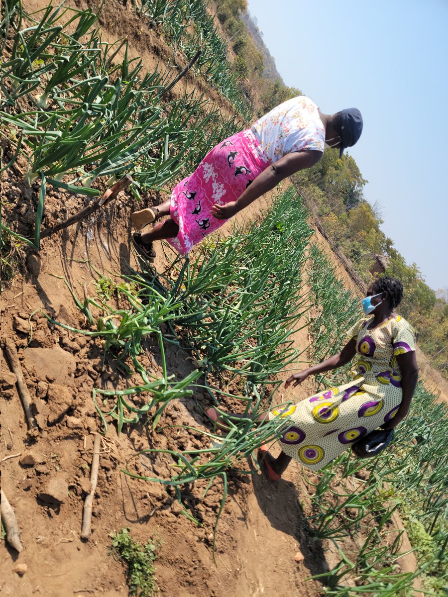 FNC Zimbabwe tweet media