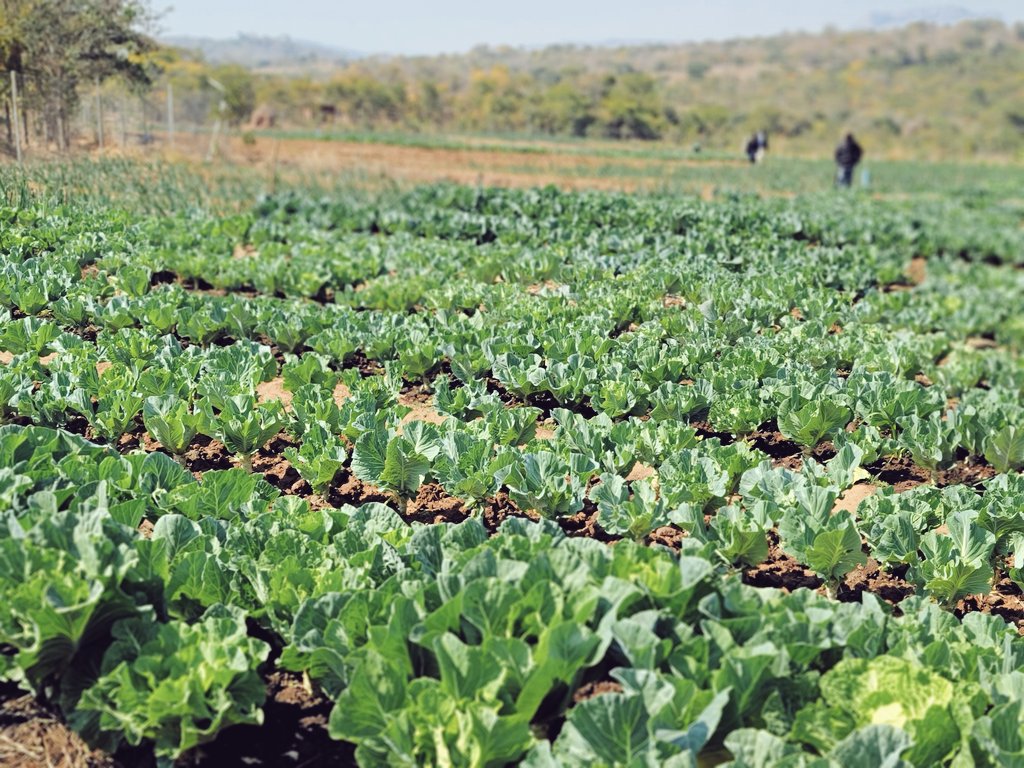 FNC Zimbabwe tweet media