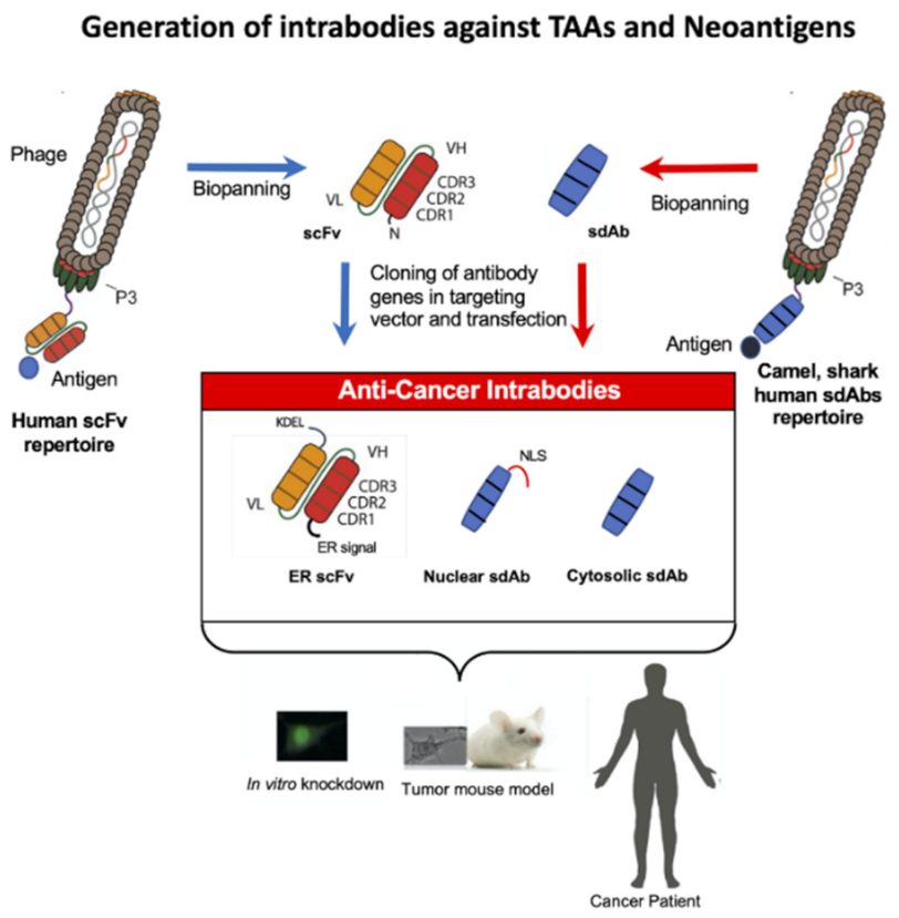 Antibodies_MDPI's tweet photo. A Review by Dr. Thomas Böldicke from @Helmholtz_HZI : "Therapeutic Potential of #Intrabodies for Cancer Immunotherapy: Current Status and Future Directions" 👏👏👏
https://t.co/yx8n6QRXno https://t.co/6Y8OtEzs53