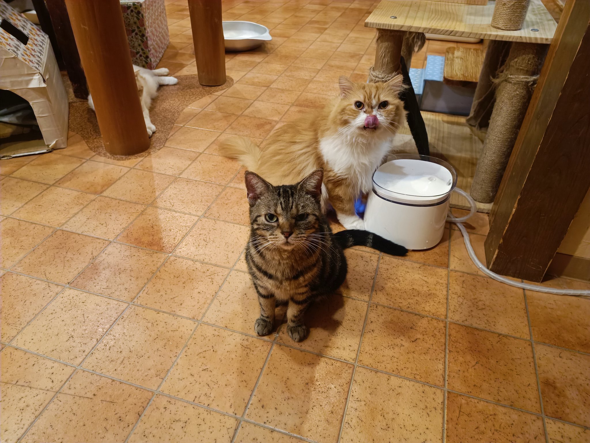 猫カフェ Hako Bu Neco Hakobu Neco Twitter