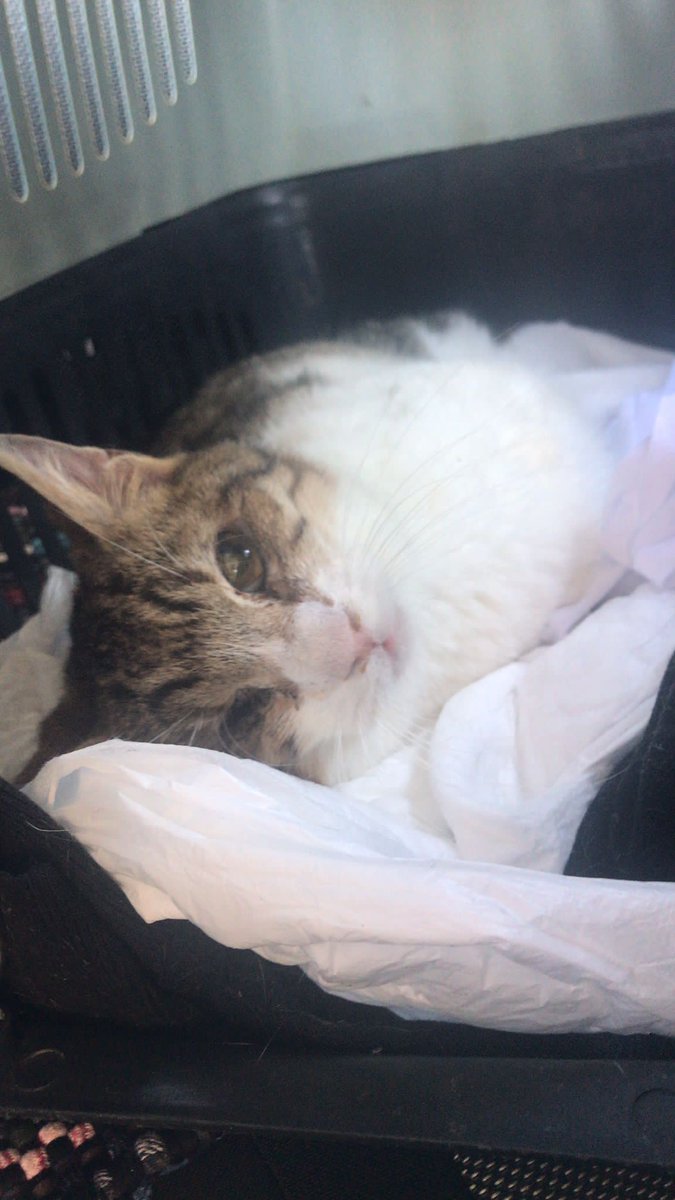 Masum Gözler tweet media