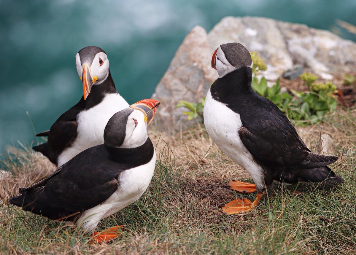 PeterPuffin4's tweet photo. Tuesday Trio https://t.co/ML7ppLLRaj
