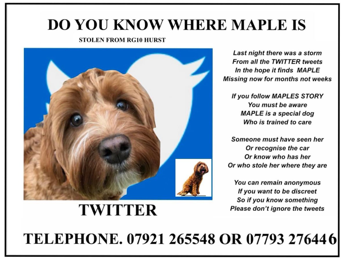Please keep tweeting, retweeting, sharing and caring for Maple. Please help #findmaple 🙏🏻🍁🐾 @find_maple <a href="/MissingPetsGB/">Missing Pets GB</a> <a href="/muddypawscrime/">Muddy_paws_crime</a> <a href="/tagthedogteam/">#TagTheDogTeam</a> <a href="/ScottSalli/">Salli</a> <a href="/rosieDoc2/">spaniel alert</a> <a href="/KarenFi51820768/">Karen Field</a> <a href="/PetTheftUK/">Debbie Matthews</a> <a href="/StolenSmaila/">Stolen Smaila Poodle Edmonton N18</a> <a href="/SAMPAuk_/">Stolen&Missing Pets</a> <a href="/beautys_legacy/">Beautys Legacy registered charity 1194186</a> <a href="/DogLostUK/">DogLost</a> <a href="/SheilaGarci2/">Sheila Garcia</a> <a href="/BethRees2/">Beth Rees</a>