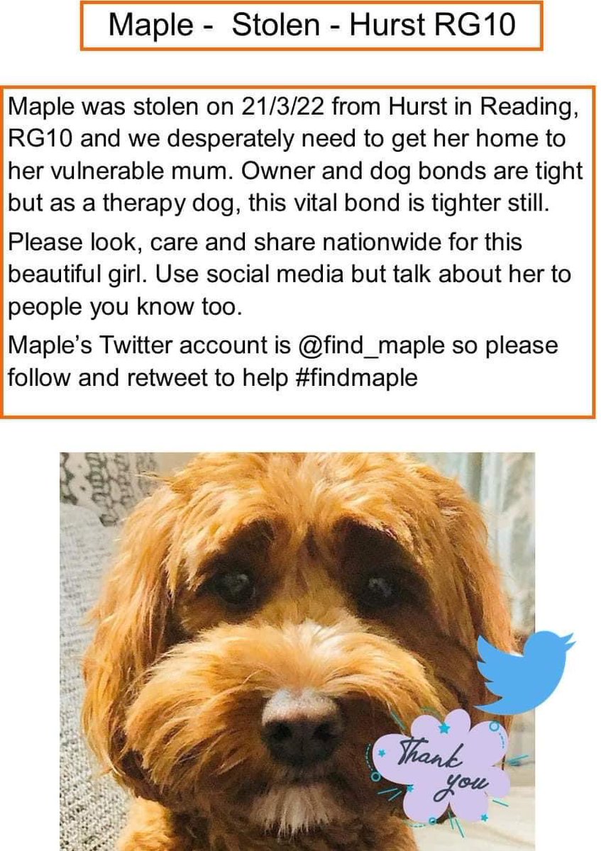 karensarah66's tweet photo. Please keep tweeting, retweeting, sharing and caring for Maple. Please help #findmaple 🙏🏻🍁🐾 @find_maple @MissingPetsGB @muddypawscrime @tagthedogteam @ScottSalli @rosieDoc2 @KarenFi51820768 @PetTheftUK @StolenSmaila @SAMPAuk_ @beautys_legacy @DogLostUK @SheilaGarci2 @BethRees2 https://t.co/8gBS7rtpFt