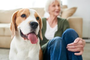 EnjoyLaterLife's tweet image. As we get older we can sometimes begin to become lonely, but there are many ways to combat that feeling. Dogs are proven to be a great companion  keep your mind and body healthy @HandicareGlobal discuss the benefits &amp;gt; ow.ly/Ln6050KkFhs. #Over50 #PureRetirement