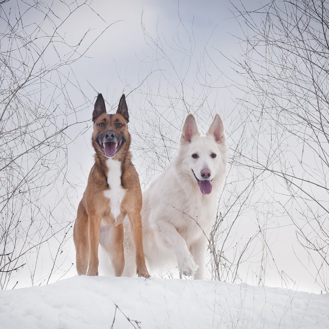 swancook2's tweet photo. Dogs in The Winter 
#dogs #doglovers #dogsuplies #winterdogs #petaccessories https://t.co/lyEOJzykwL