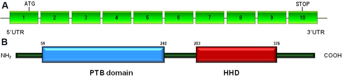 Vessel_Plus's tweet photo. 📢📢#CerebralCavernousMalformations
🚥#ccm1 🔢736-amino acid microtubule-associated protein
🎯#ccm2 👉444 amino acid protein that contains a predicted N-terminal PTB domain and a C-terminal Harmonin homology domain
⛓️#ccm3 👉212 amino acid protein 
📘https://t.co/ajgjoehyvd https://t.co/Wrzm0voS80
