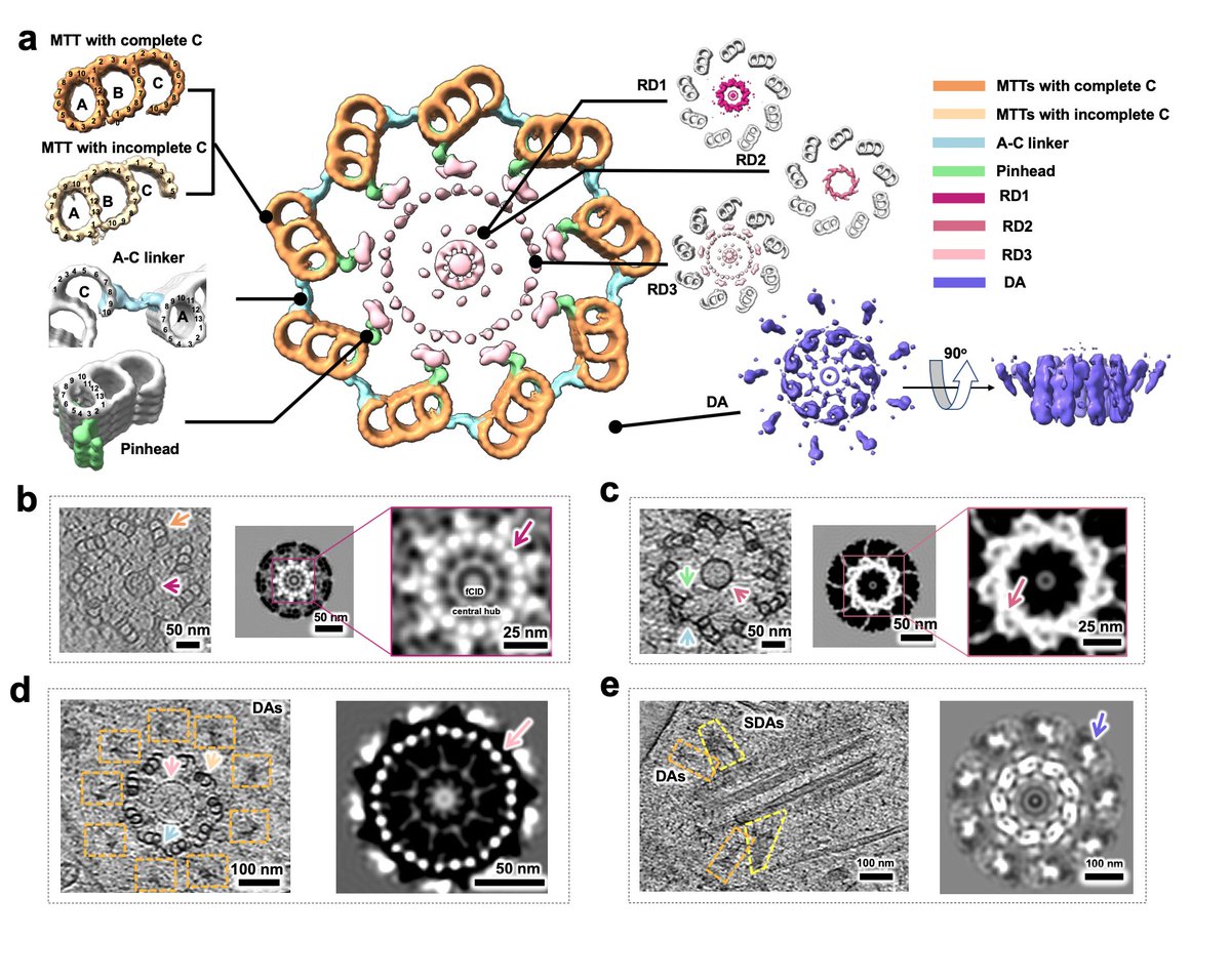 Yang Shi tweet media