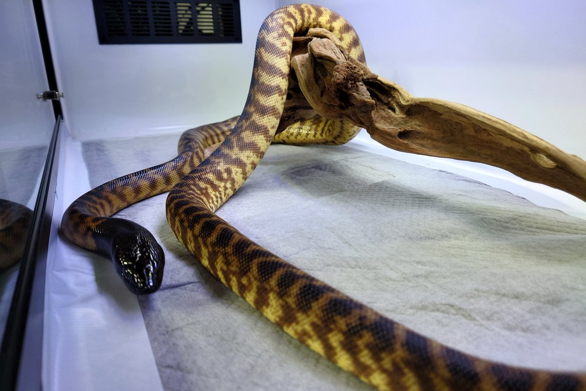 Rc studio ｱｰﾙｼｰｽﾀｼﾞｵ 爬虫類ｹｰｼﾞﾒｰｶｰ tweet media