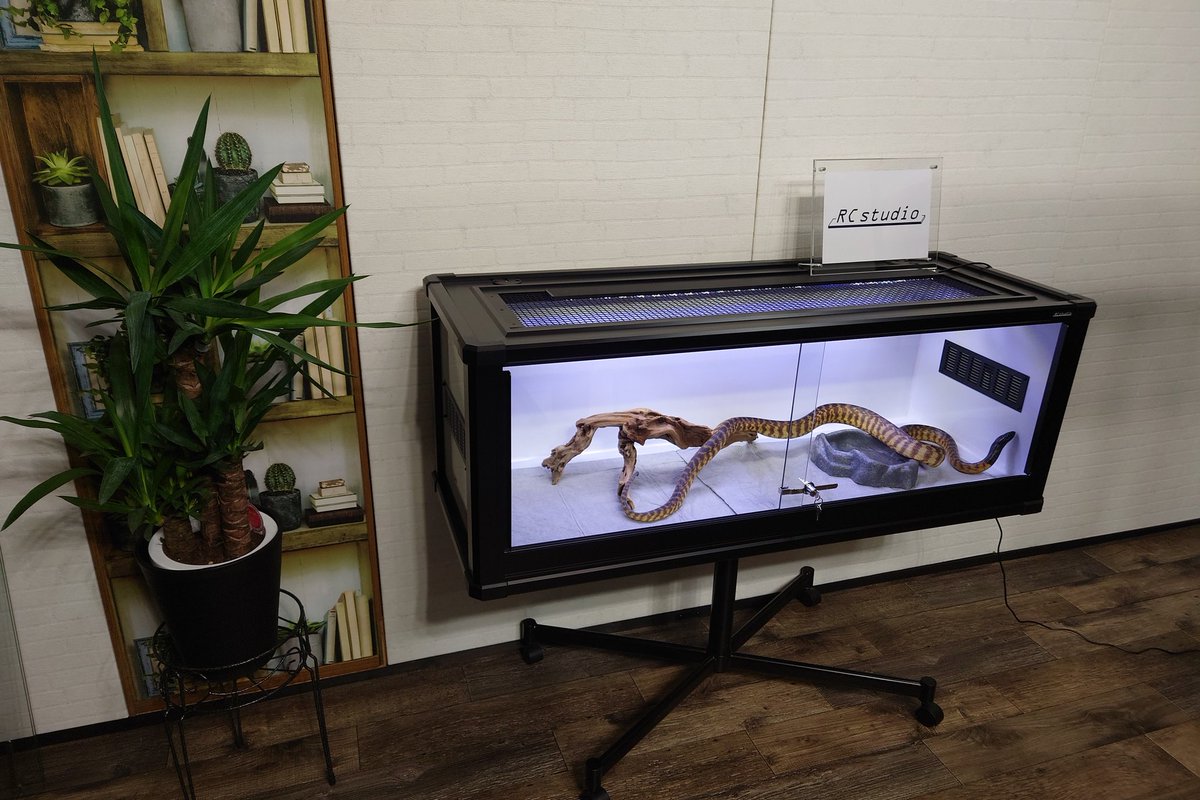 Rc studio ｱｰﾙｼｰｽﾀｼﾞｵ 爬虫類ｹｰｼﾞﾒｰｶｰ tweet media