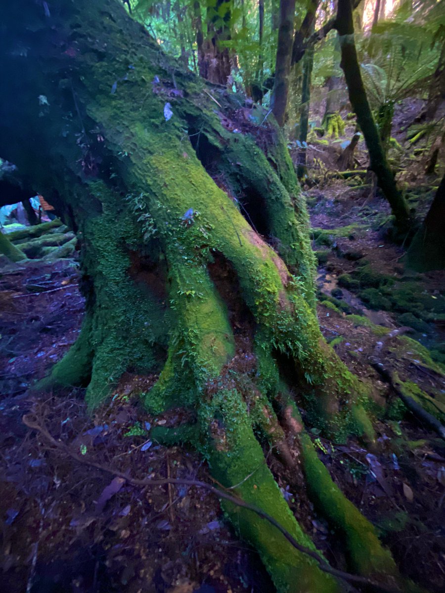 Seantooker2's tweet photo. We are deep in the forest for #thicktrunktuesday mapping out a new track for folks to marvel at the extraordinary beauty that exists in this currently unprotected area. Towering emergent E, delegatensis with an understory of Nothofagus &amp; Antartica, dicksonia. Come &amp; see… https://t.co/1A6wI9M4ZP