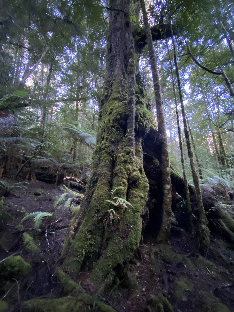 Seantooker2's tweet photo. We are deep in the forest for #thicktrunktuesday mapping out a new track for folks to marvel at the extraordinary beauty that exists in this currently unprotected area. Towering emergent E, delegatensis with an understory of Nothofagus &amp; Antartica, dicksonia. Come &amp; see… https://t.co/1A6wI9M4ZP