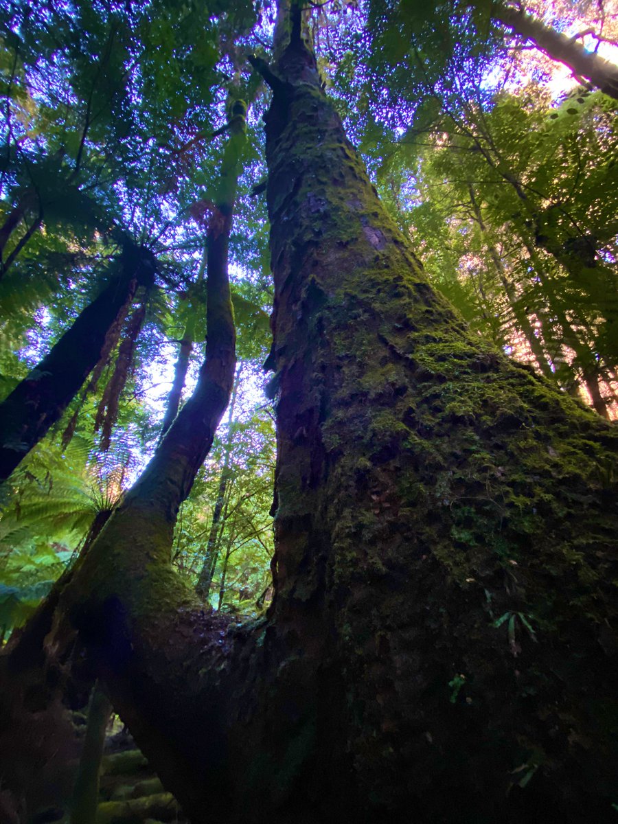 Seantooker2's tweet photo. We are deep in the forest for #thicktrunktuesday mapping out a new track for folks to marvel at the extraordinary beauty that exists in this currently unprotected area. Towering emergent E, delegatensis with an understory of Nothofagus &amp; Antartica, dicksonia. Come &amp; see… https://t.co/1A6wI9M4ZP