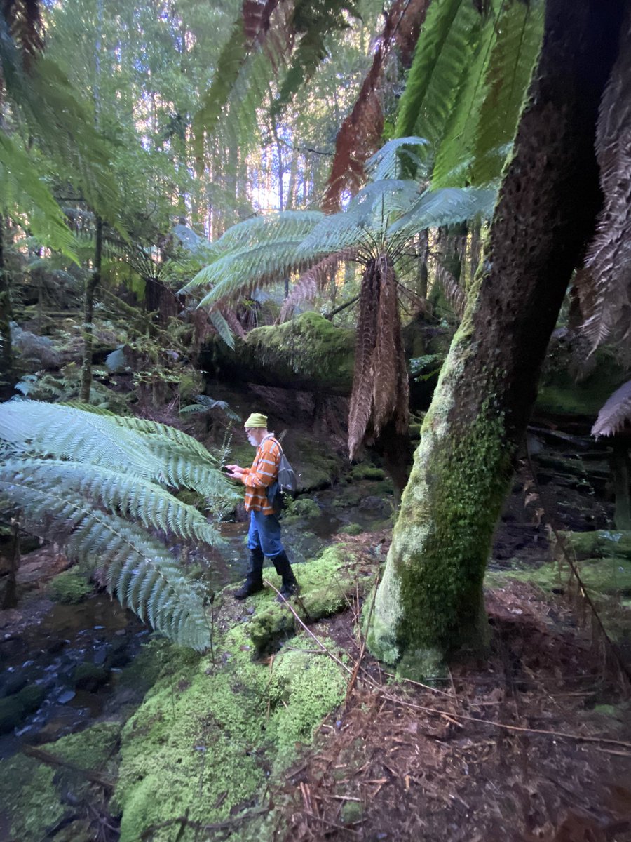 Seantooker2's tweet photo. We are deep in the forest for #thicktrunktuesday mapping out a new track for folks to marvel at the extraordinary beauty that exists in this currently unprotected area. Towering emergent E, delegatensis with an understory of Nothofagus &amp; Antartica, dicksonia. Come &amp; see… https://t.co/1A6wI9M4ZP