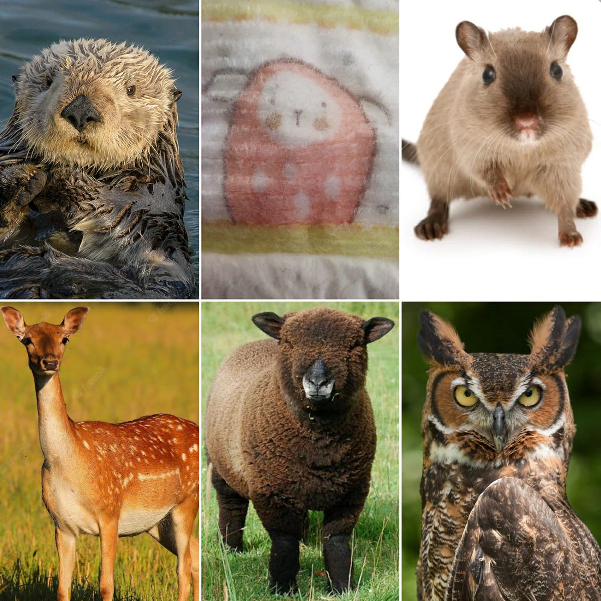 Chris Dennis tweet media