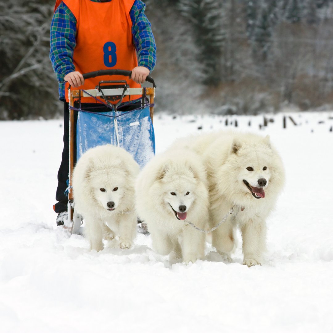 swancook2's tweet photo. Is Samoyed an intelligent dog?
#dogs #dogslover #puppies #intelligentdog #petaccessories https://t.co/agDuzmureV