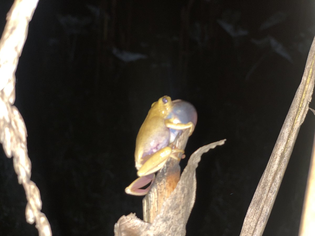 BiodiversityRda's tweet photo. Did you know?
#Amphibians are excellent biological indicators for the health of wetlands. Their diversity can be used to explain the impact of disturbance on the integrity of wetland ecosystems.
Mindje et al., 2020. https://t.co/6cPk0vdyJb