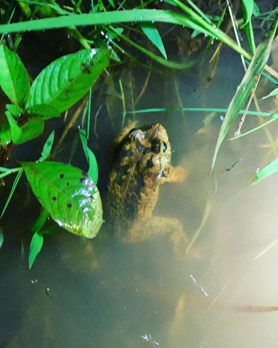 BiodiversityRda's tweet photo. Did you know?
#Amphibians are excellent biological indicators for the health of wetlands. Their diversity can be used to explain the impact of disturbance on the integrity of wetland ecosystems.
Mindje et al., 2020. https://t.co/6cPk0vdyJb