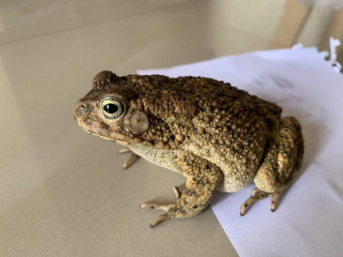BiodiversityRda's tweet photo. Did you know?
#Amphibians are excellent biological indicators for the health of wetlands. Their diversity can be used to explain the impact of disturbance on the integrity of wetland ecosystems.
Mindje et al., 2020. https://t.co/6cPk0vdyJb