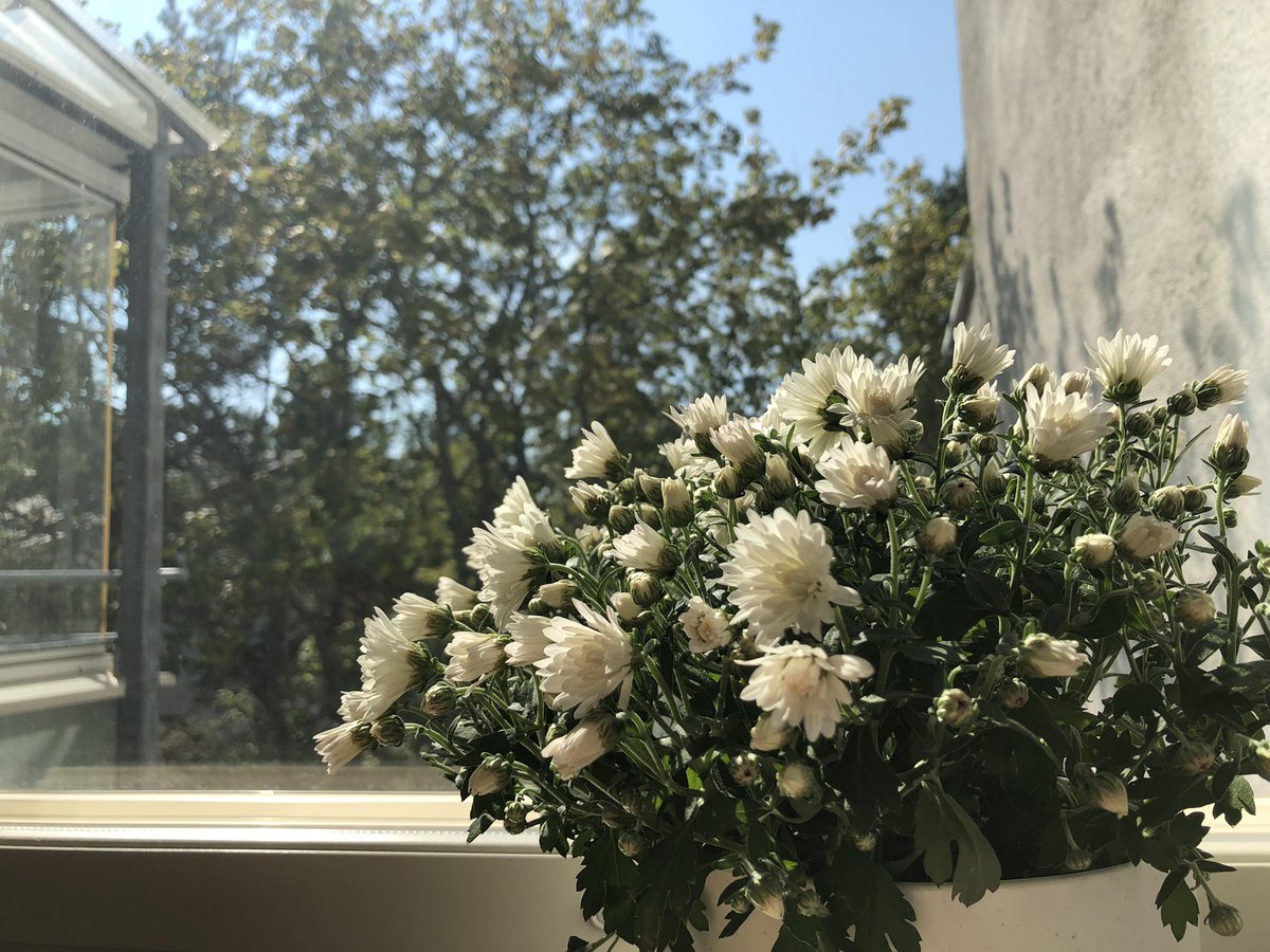 Habugabu tweet media