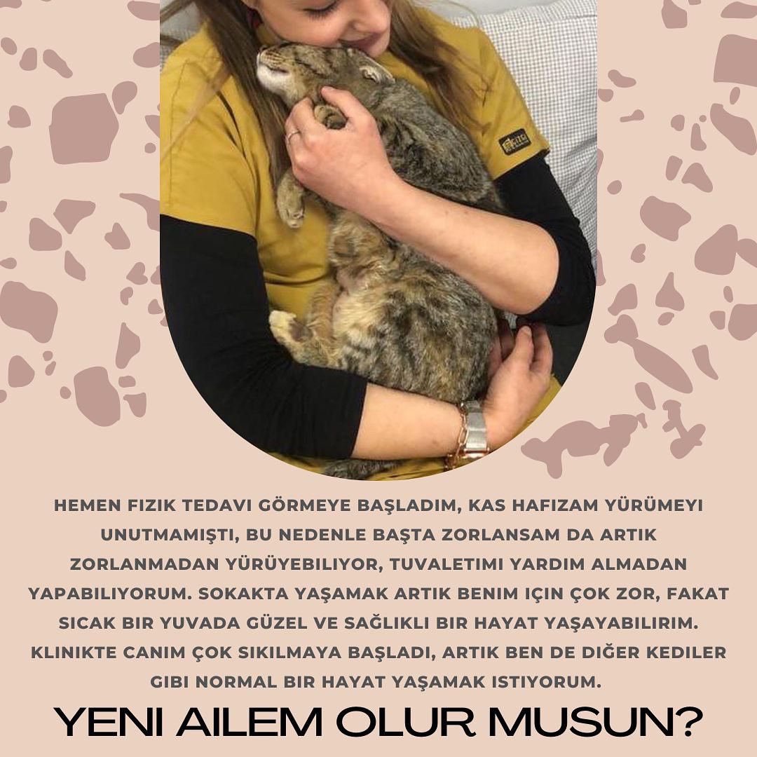 🏡TURŞU’YA GEÇİCİ VE KALICI YUVA ARIYORUZ 🏡
Bize ihbar edilene kadar yaklaşık 1 ay bu şekilde yaşamış. İhbarını alınca hemen tedaviye götürdük.
Hikayesini görsellerden okuyabilirsiniz. O artık klinikte çok sıkıldı ve geçici-kalıcı yuvasını arıyor.