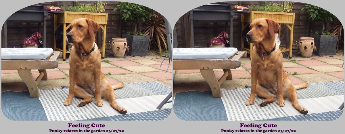 StereoSimian's tweet photo. I’ve been experimenting with the function on @spmaker that turns my #stereoscopic #FujiW3 pics into nice #stereocards, akin to the antique ones we’re all familiar with.
Here are my favourites, with apologies for the awful proofreading errors:
2/3 https://t.co/LoOkngQvCp