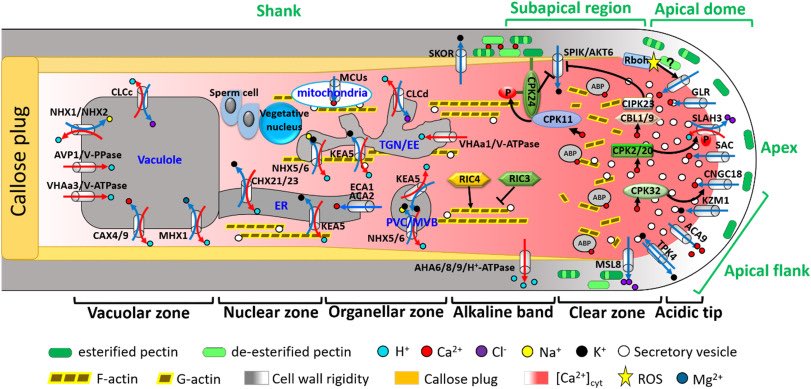 Journal of Plant Physiology tweet media
