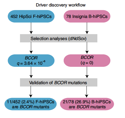 _jdevos_'s tweet photo. Discovery of a new recurrent genetic abnormality in human #PluripotentStemCells by sequencing more than 500 different #iPSCell lines: mutations coding for BCOR truncated variants found in 26% of blood derived iPSCs.
Important finding by @SerenaNikZainal ⤵️
https://t.co/GyXQ2pqbWu https://t.co/n7IwqZWxvS