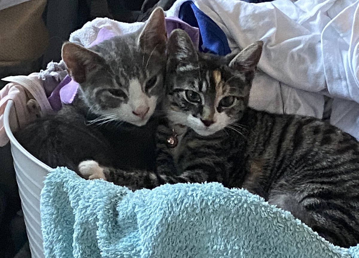 What do you mean, clean washing, this is our bed 😻

#CatsOfTwitter #cats #kittens #KittensOfTwitter #WednesdayMotivation