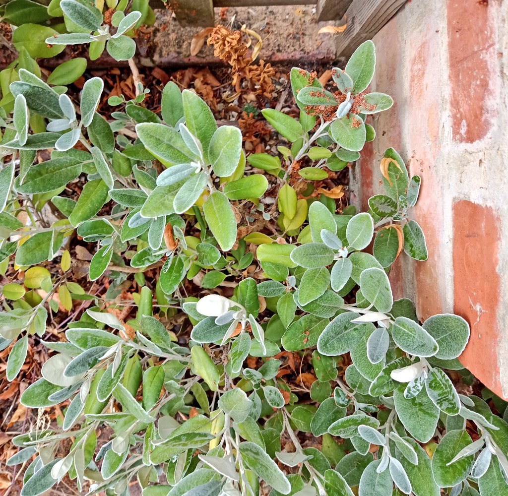 Alastair Culham tweet media