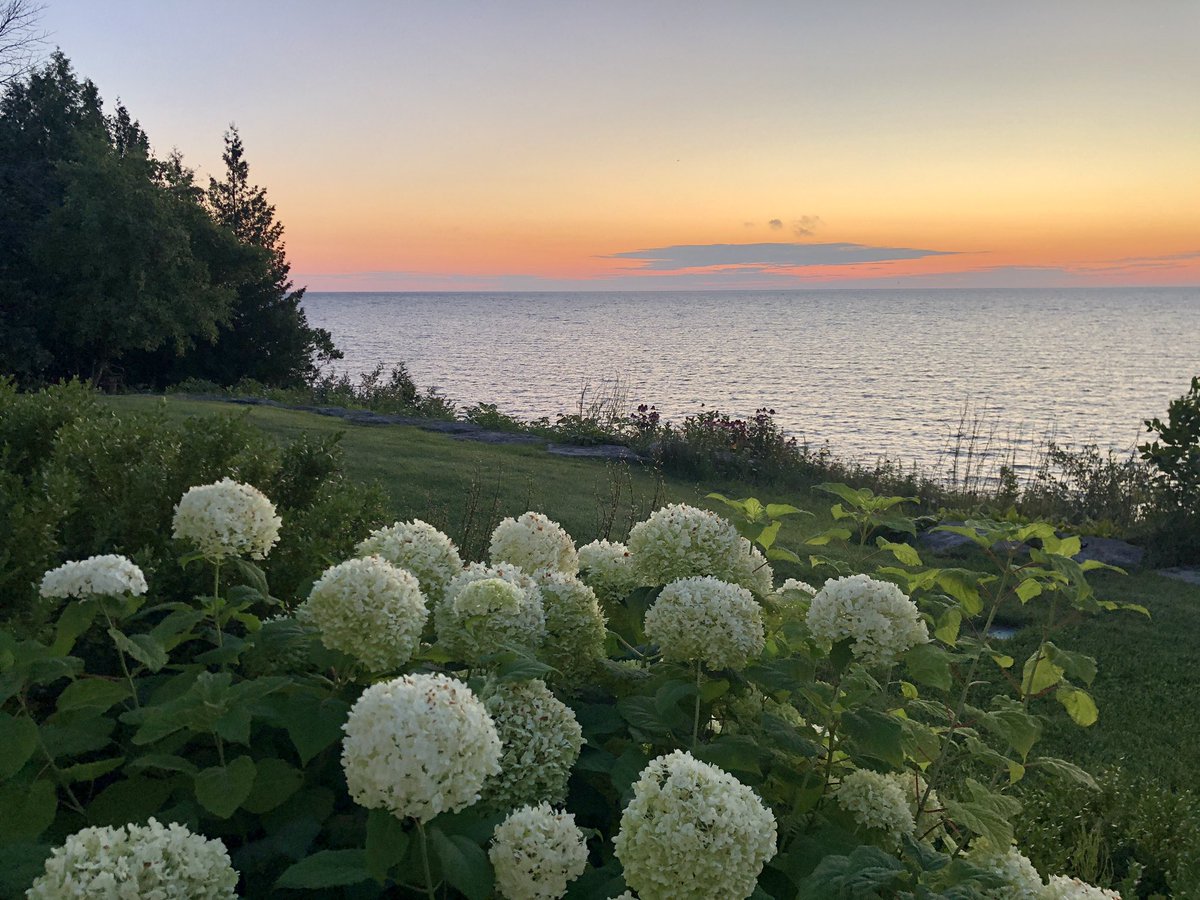 wandaeichler's tweet image. The hydrangeas are not giving up this summer. It’s mid August and they are stunning. 68 degrees at 6:15 am. Sunset will be 8:32 pm. #GreatLakes #LakeHuron #MichiganSummer