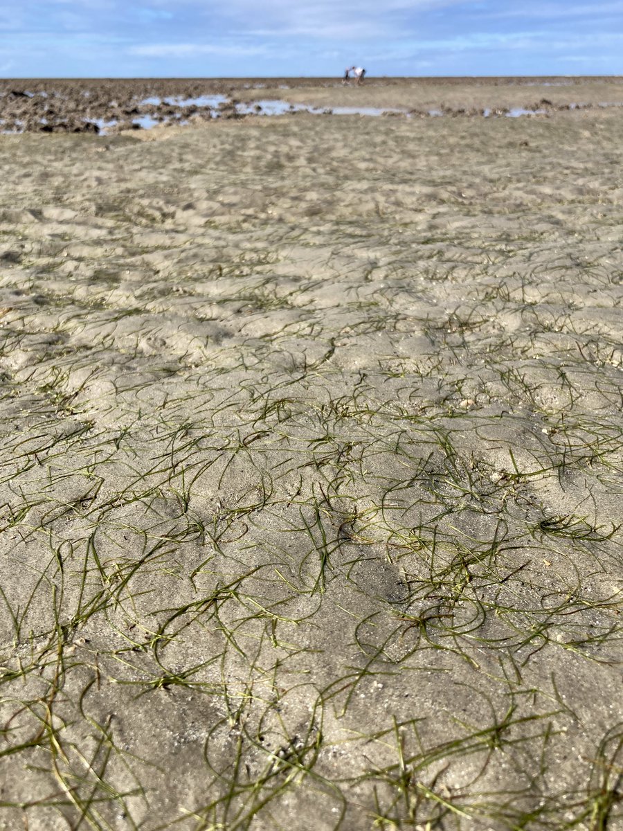 How I felt to see an intertidal seagrass meadow for the very first time on sea country with Yirrganydji Rangers #AMSA22 🌱