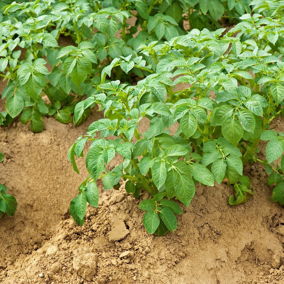 IntabaTrading's tweet photo. Controls leafminer eggs and larvae from inside the leaves, Rapid uptake = Good rainfastness, prevents product wash off 👏
Contact Norman on +263 77 266 0143 for more information ℹ

#intabatrading https://t.co/9tM7xu1QDd