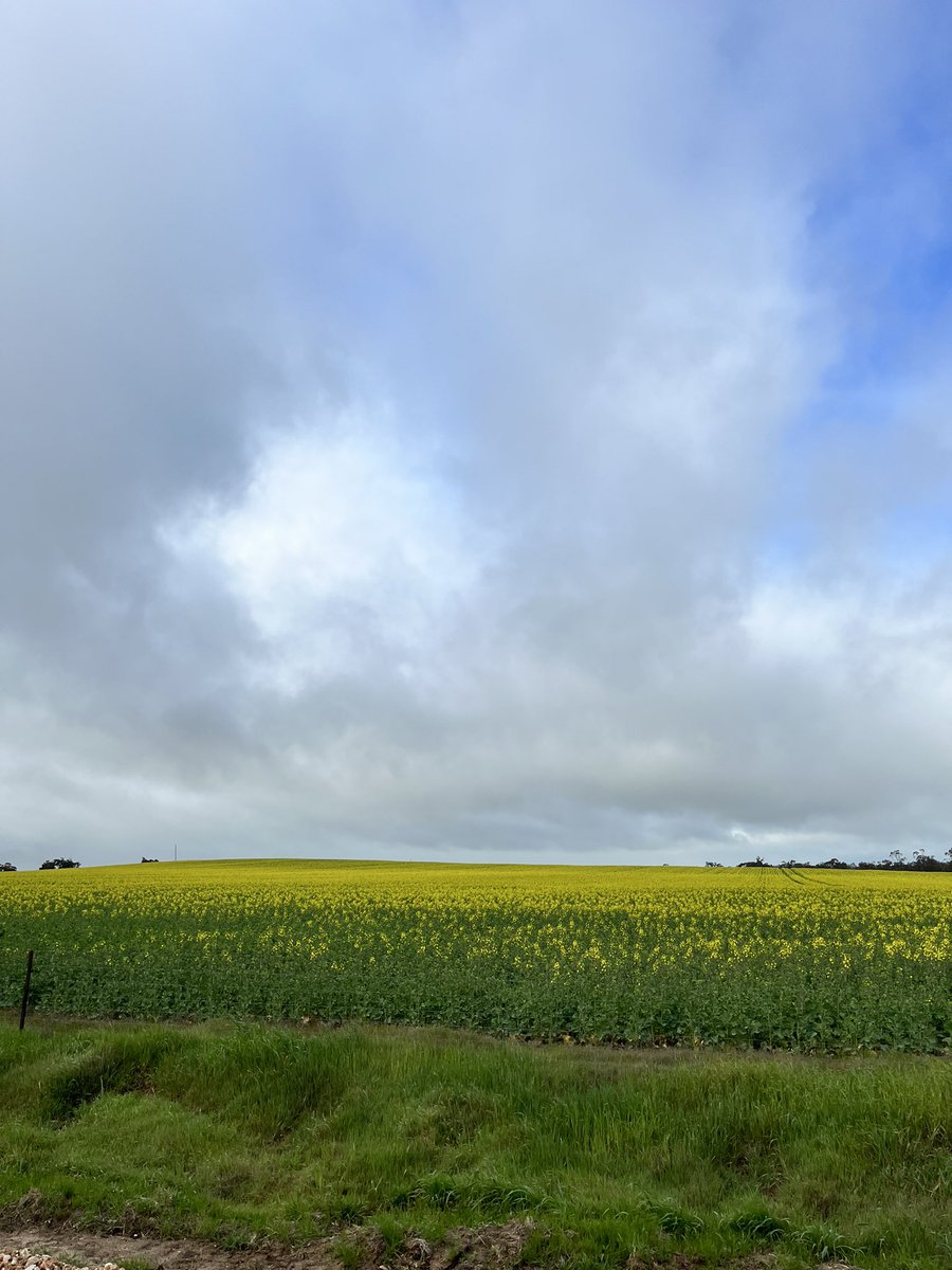 Emily Wandel tweet media