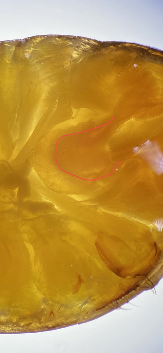 Van_Spidergirl's tweet photo. I introduce you to the brain of a Huntsman spider
🕷����: nice to meet you too
#brain #spider #huntsman #phdlife #challenge #arachnida #sparassidae #histology #vibratome #brainsectioned @mqnatsci https://t.co/cfOIUwljFn