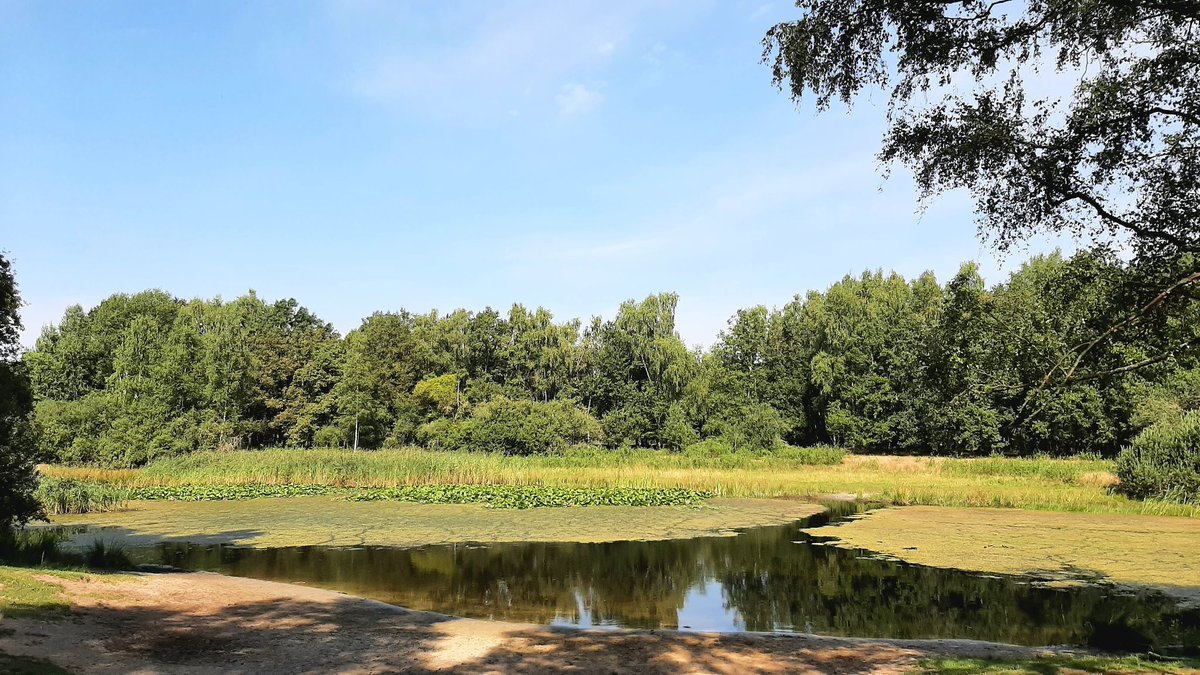 inja5248's tweet photo. vanochtend 'n 🚴‍♀️tocht gemaakt door de #groene_taille in 't @SmalsteStukje NL 🇳🇱 oostzijde #Doort #IJzerenbos #Hochbrug 🇩🇪 #Haeselaarsbroek en #Kranenbroek aangenaam 🚴‍♀️ door de koelte van de bomen, verwonderd dat er nog 'n laagje water in 't #Kranenbroekerven staat 🍀 https://t.co/0kkugXdar4