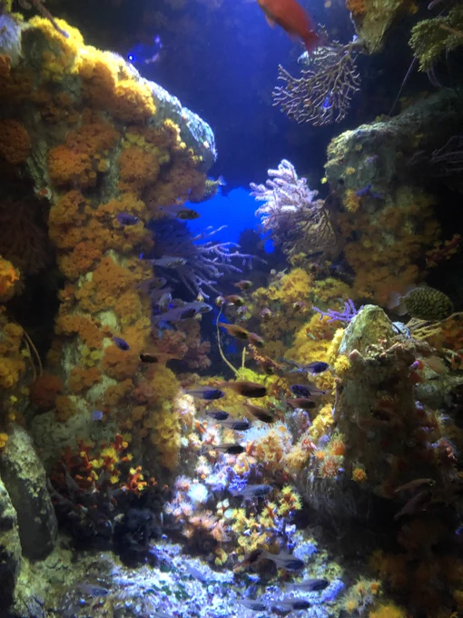 ぼっちでサンシャイン水族館行ったけど楽しかったよ誰か一緒行こ 