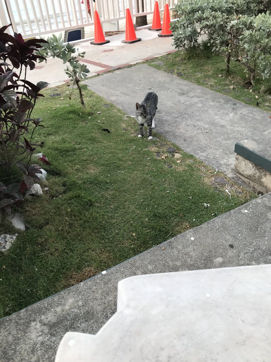 Jamaican cats meet “steppin Razor” “Red X” n “Masterblaster”. These are some tuff kitties